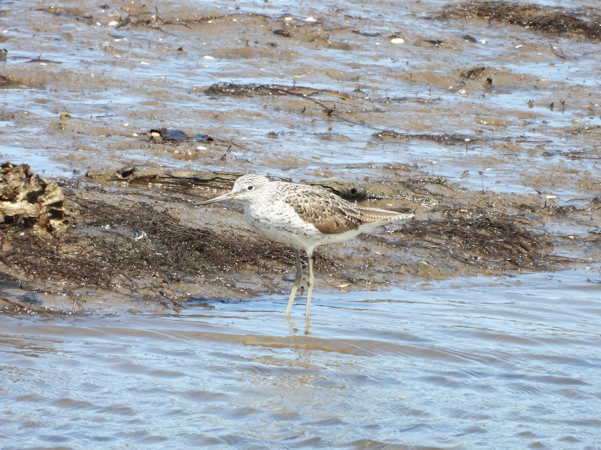 Common Greenshank - ML634030567