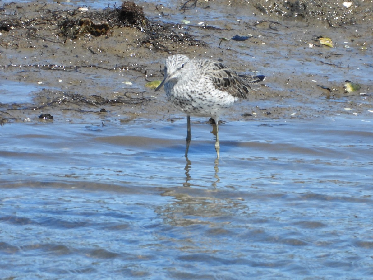 Common Greenshank - ML634030568