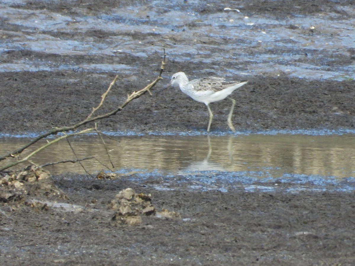 Common Greenshank - ML634030570
