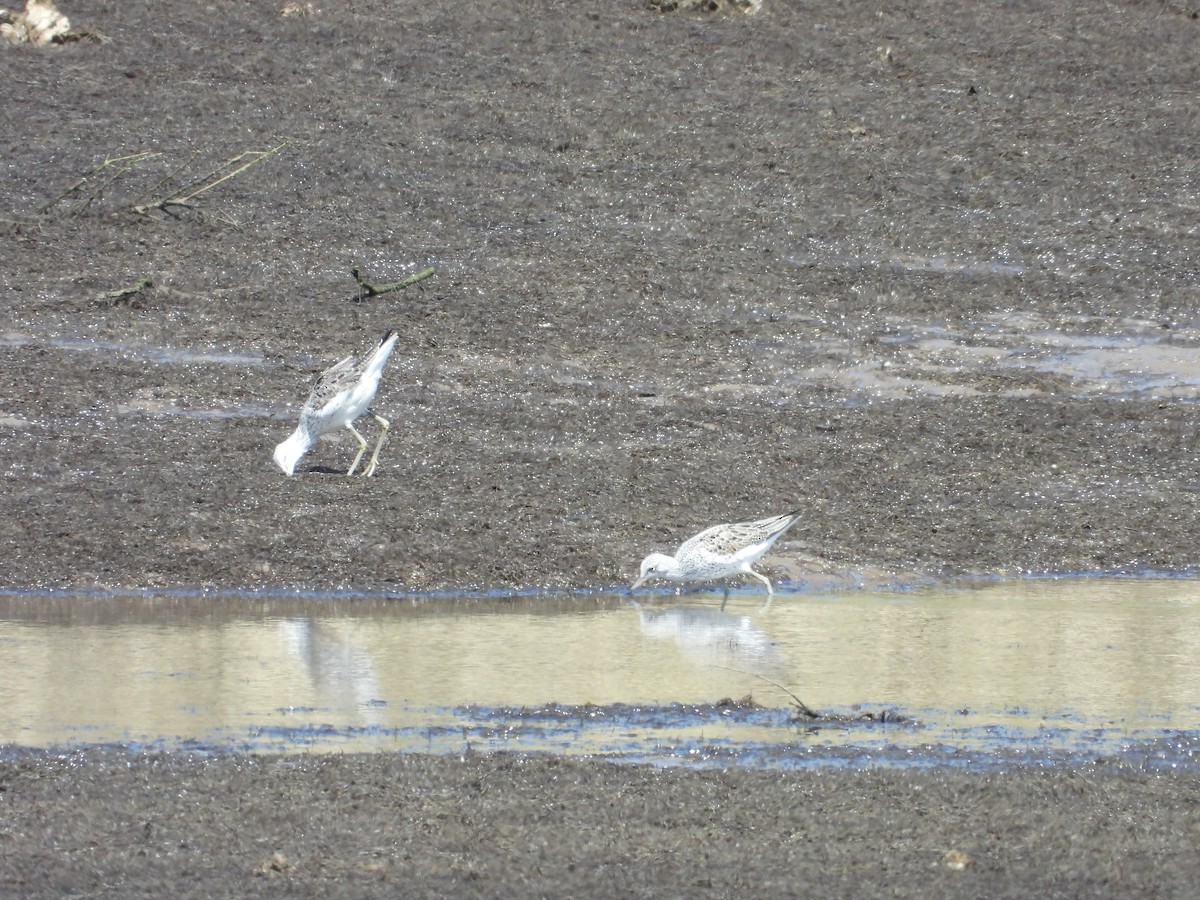 Common Greenshank - ML634030572