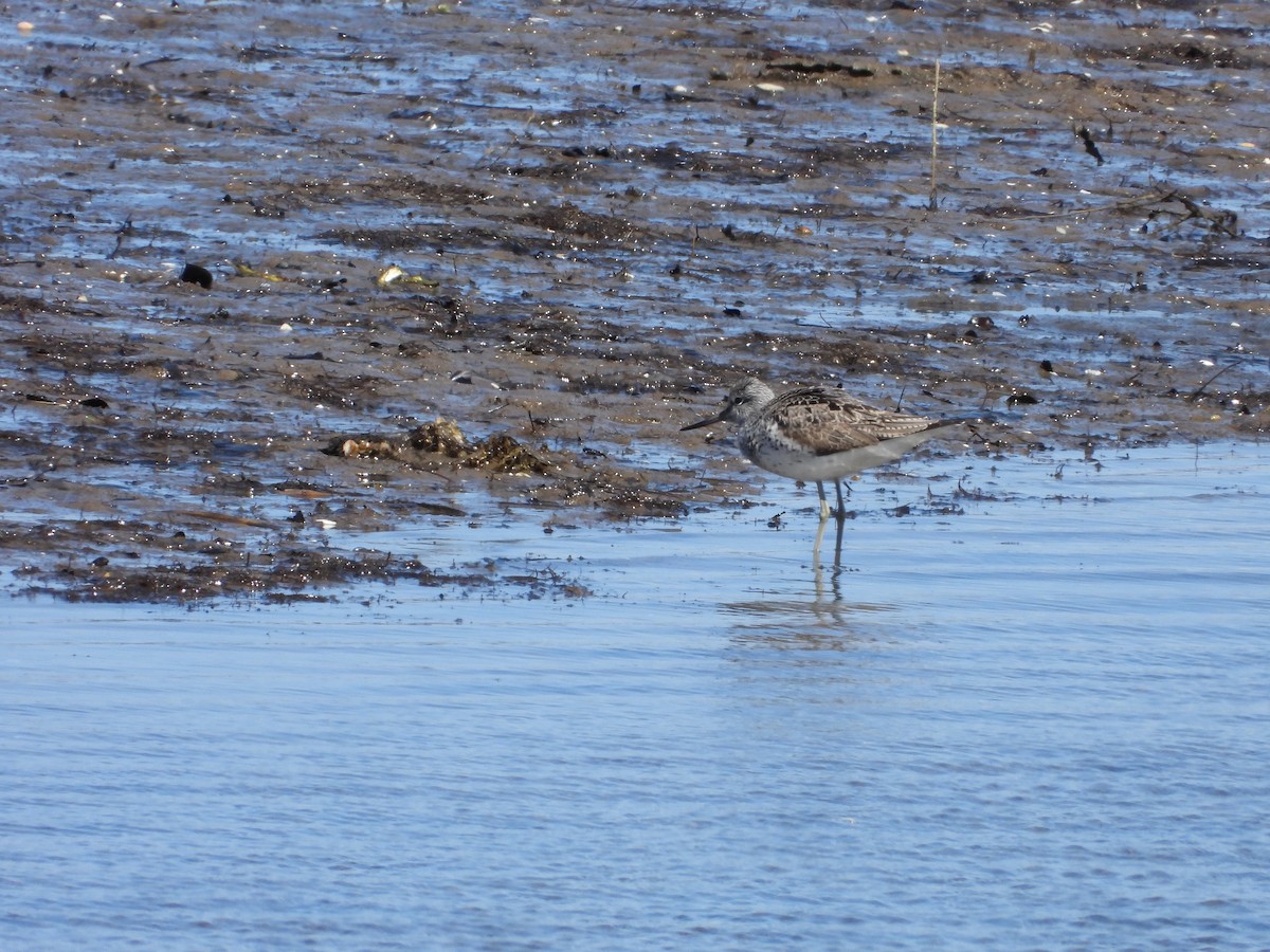Common Greenshank - ML634030573