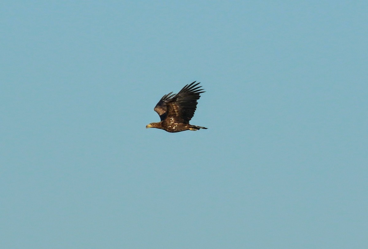 White-tailed Eagle - ML634030584