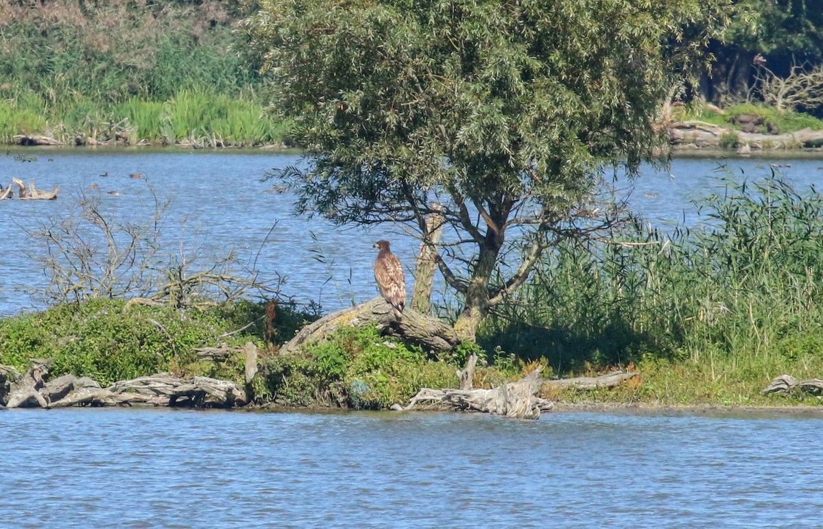 White-tailed Eagle - ML634030586