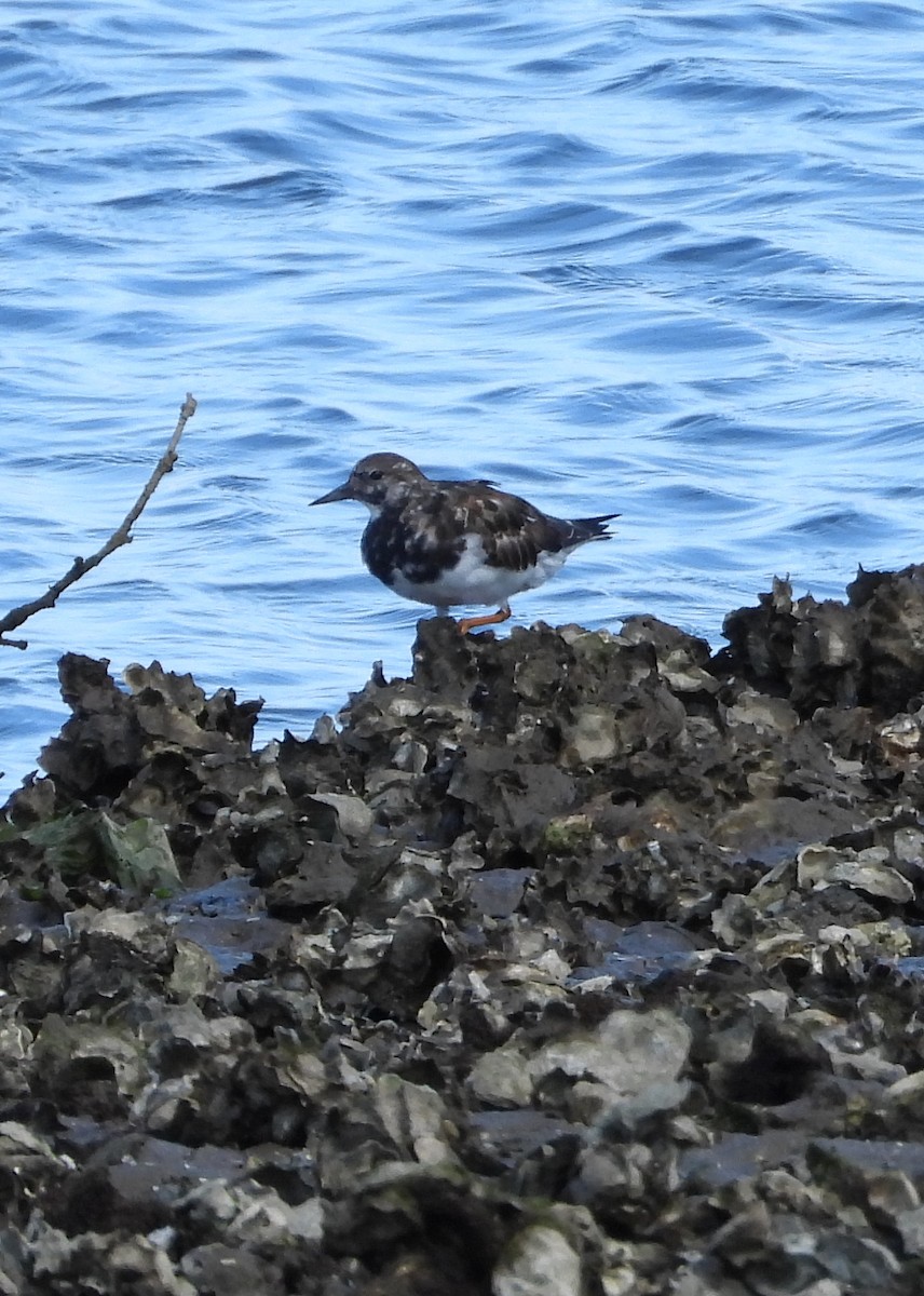 Алаг хайргач - ML634030588