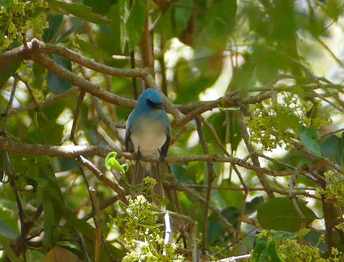 African Blue Flycatcher - ML634030687