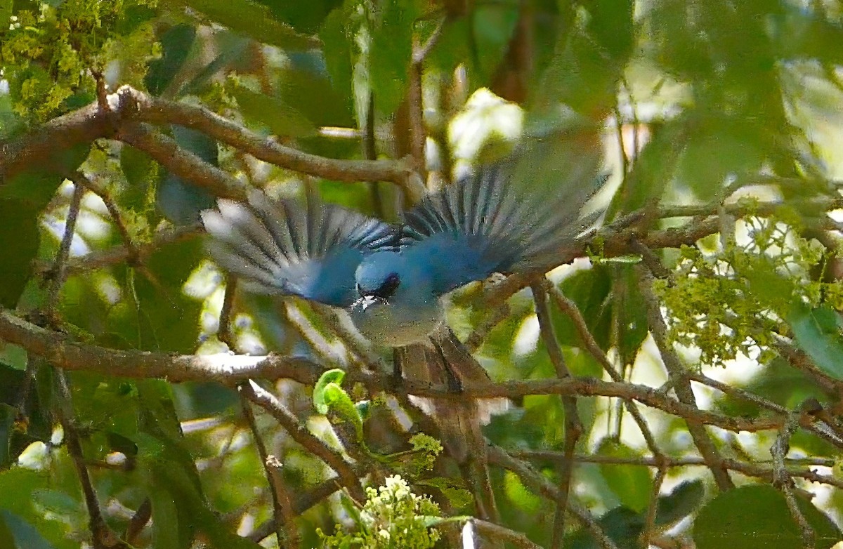 African Blue Flycatcher - ML634030693