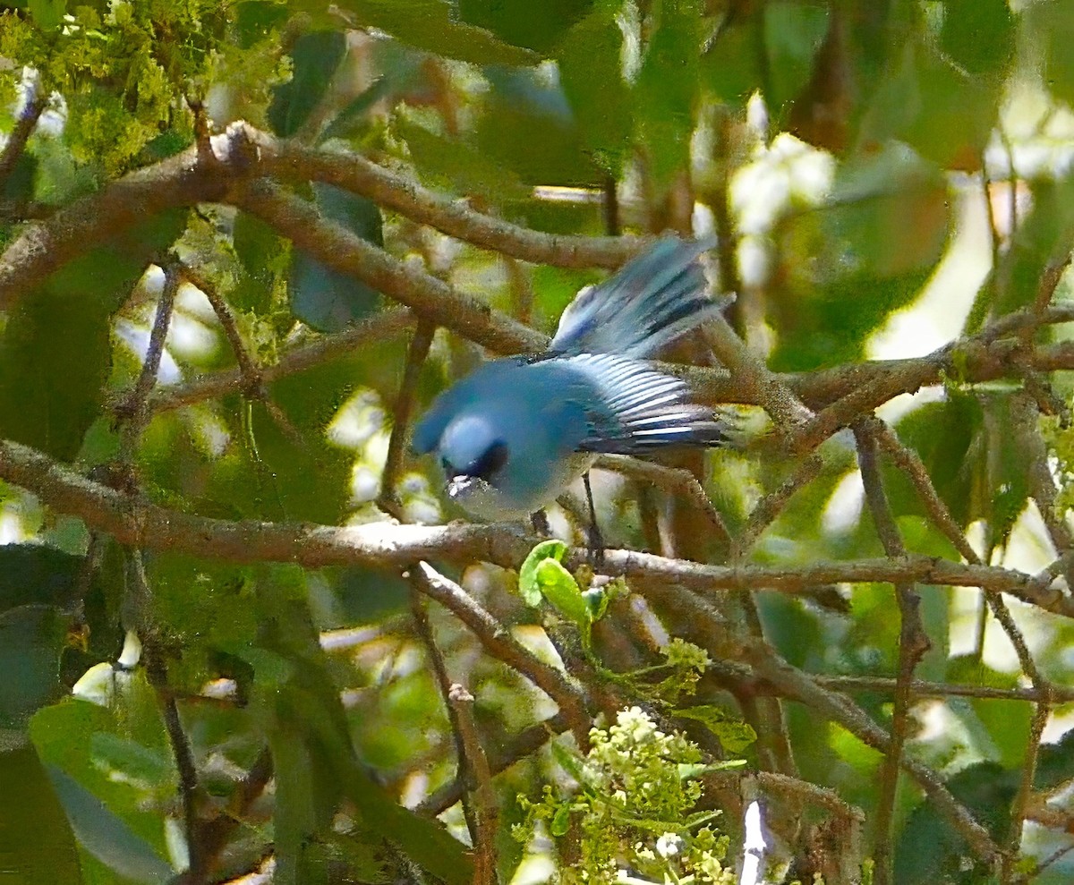 African Blue Flycatcher - ML634030702