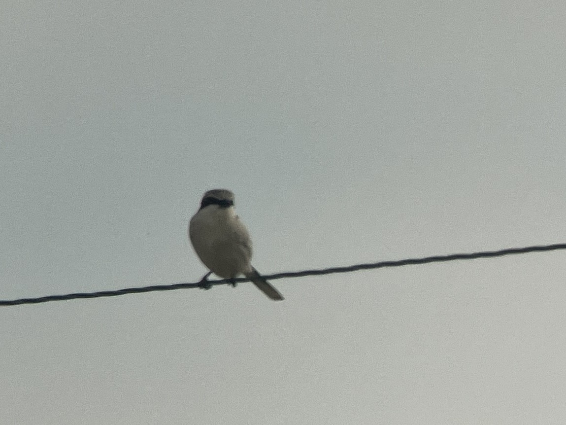 Loggerhead Shrike - ML634030792