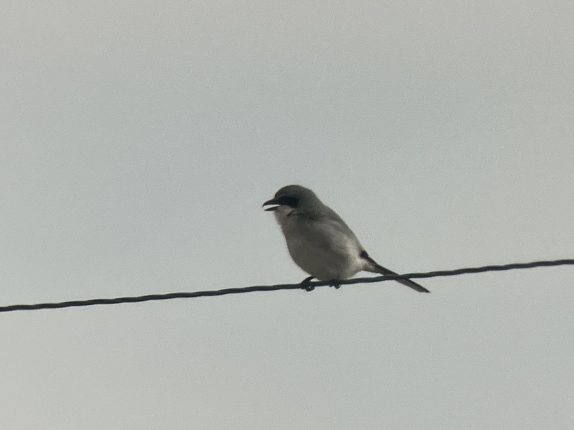 Loggerhead Shrike - ML634030793