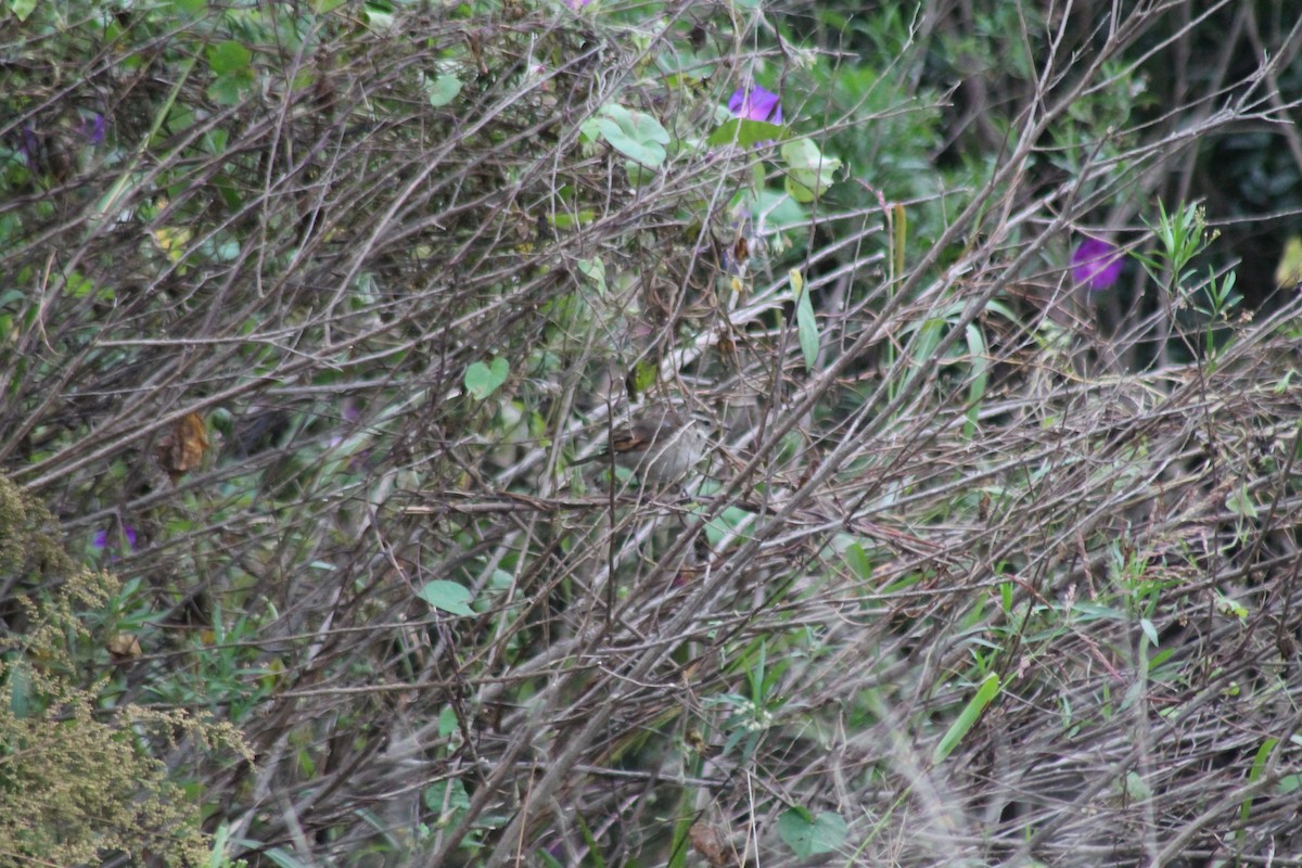 Cordoba Cinclodes - ML634031053