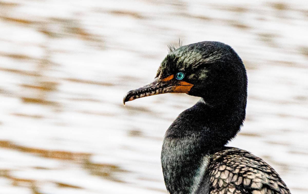 Double-crested Cormorant - ML634031164