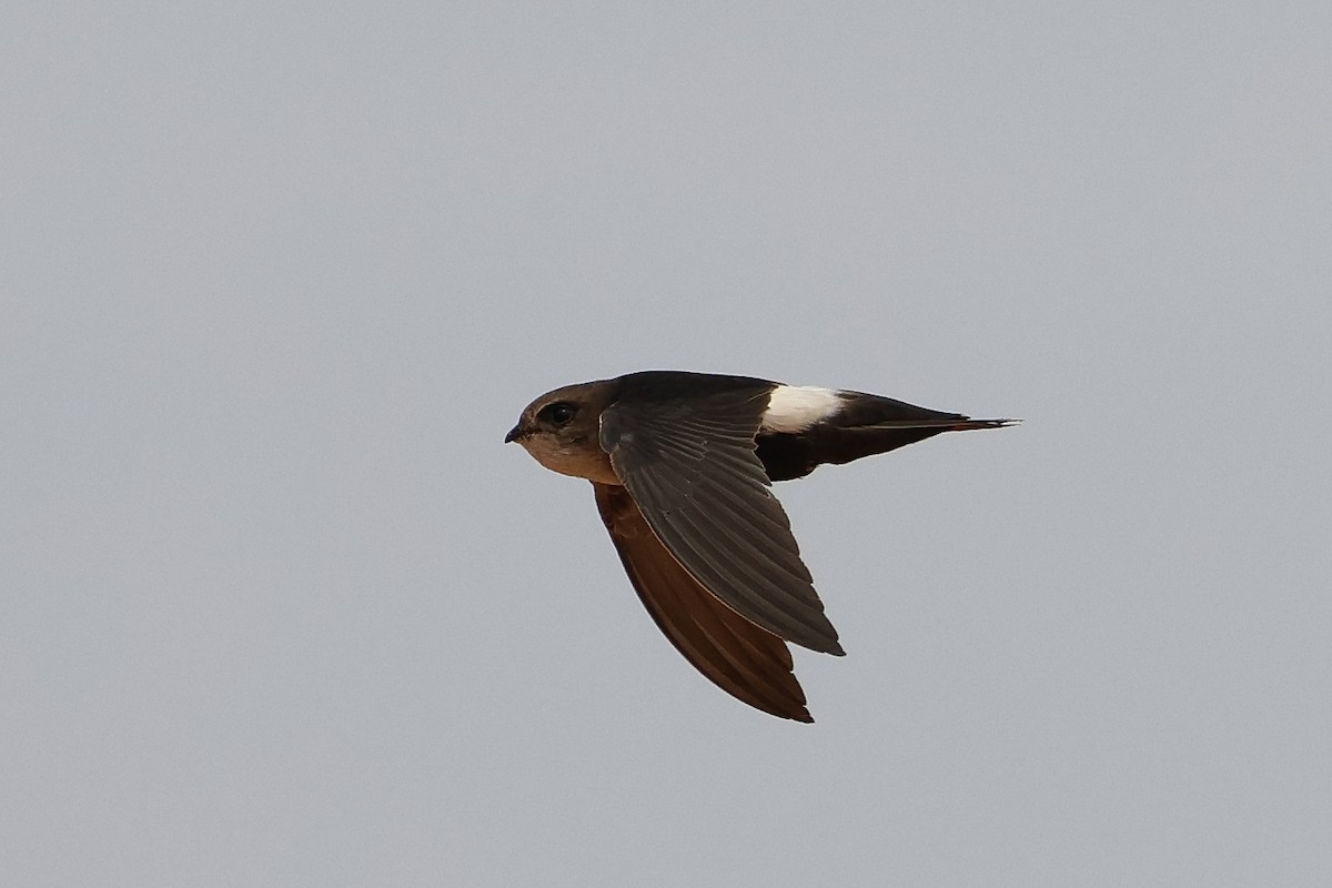 Horus Swift - ML634031165