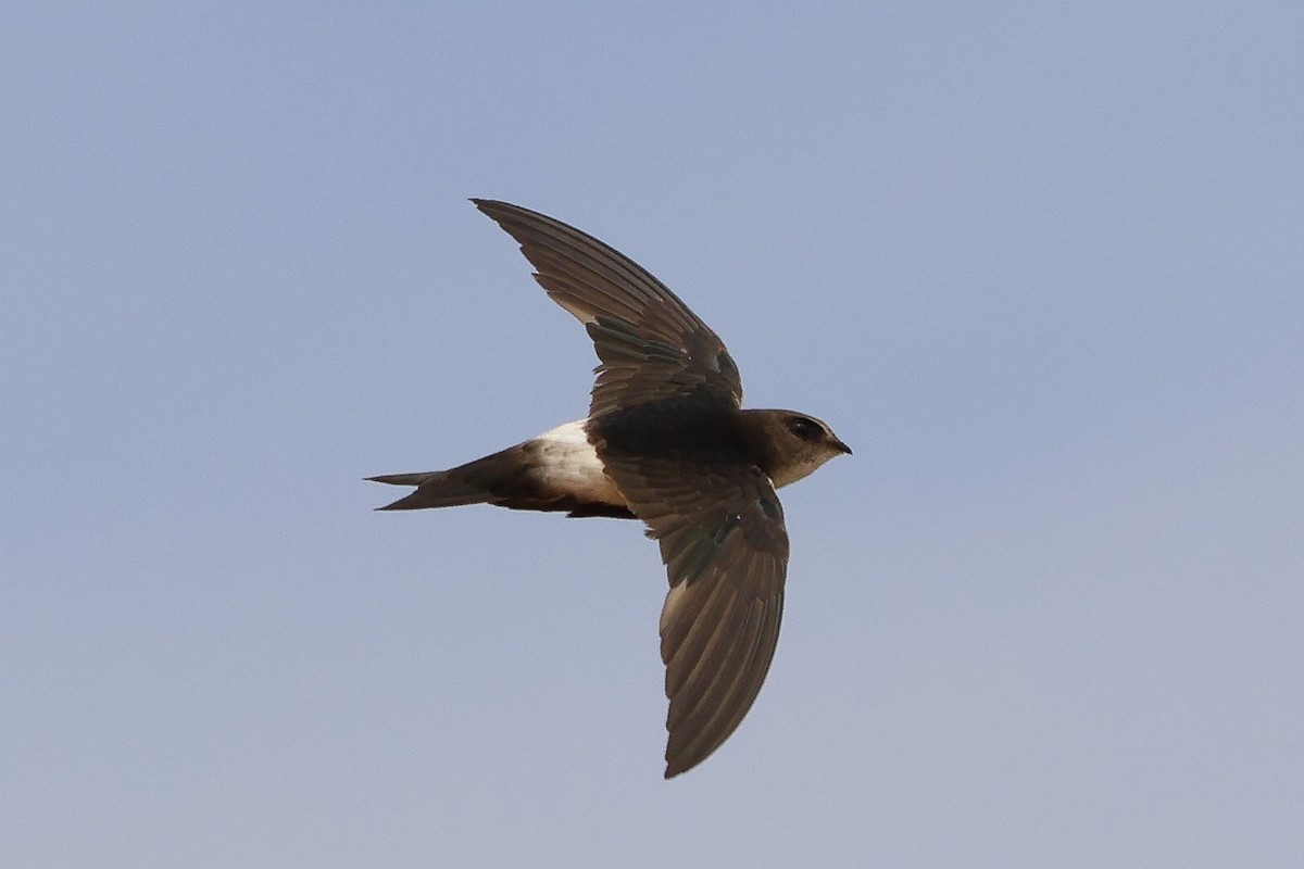 Horus Swift - ML634031166