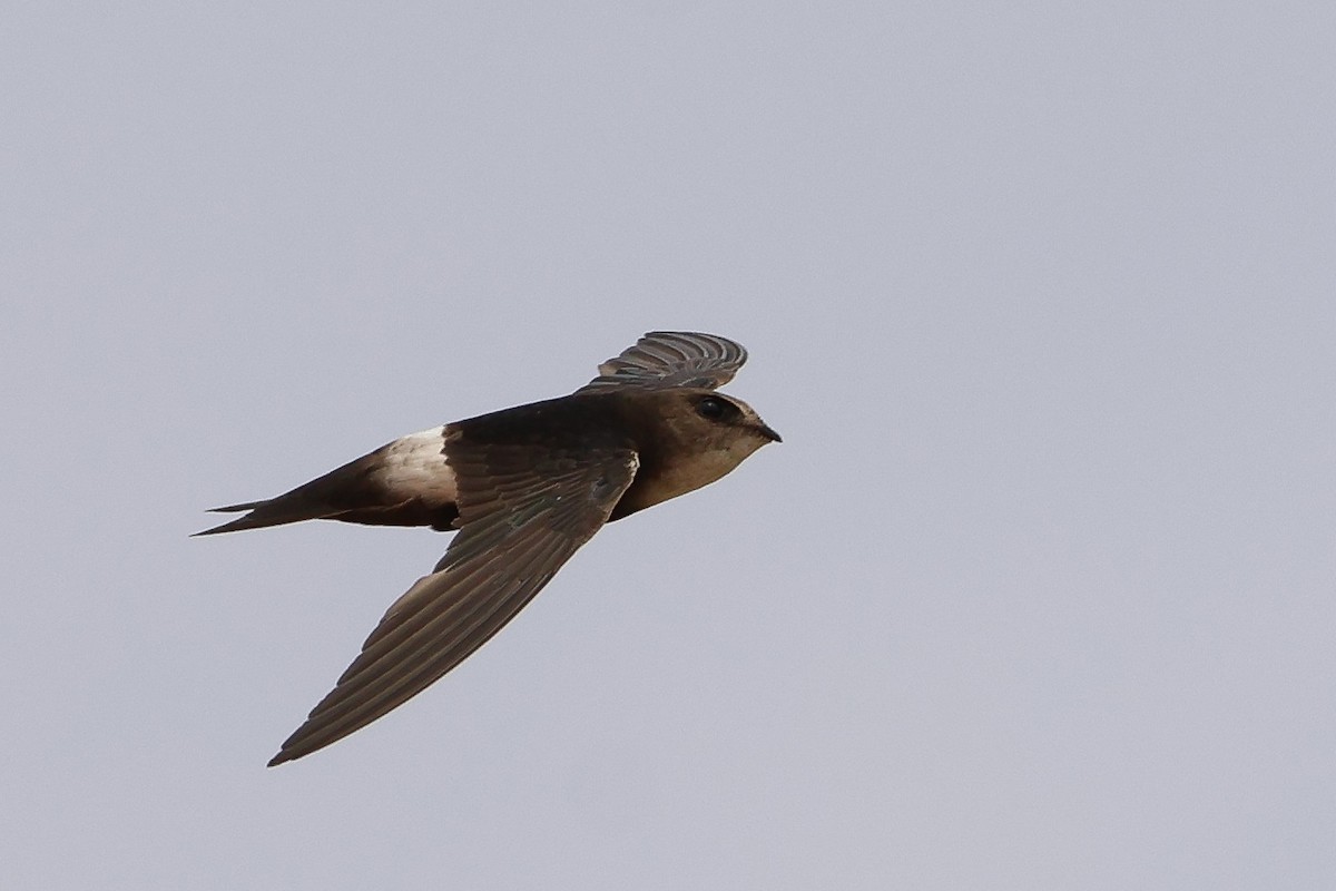 Horus Swift - ML634031168