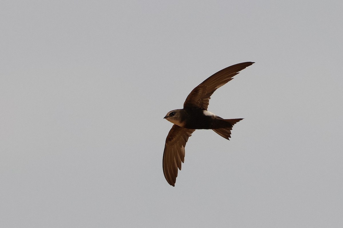 Horus Swift - ML634031169