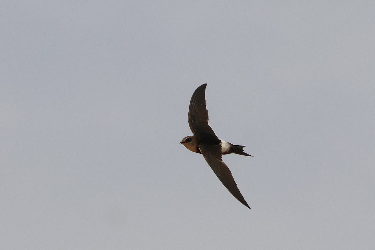 Horus Swift - ML634031170