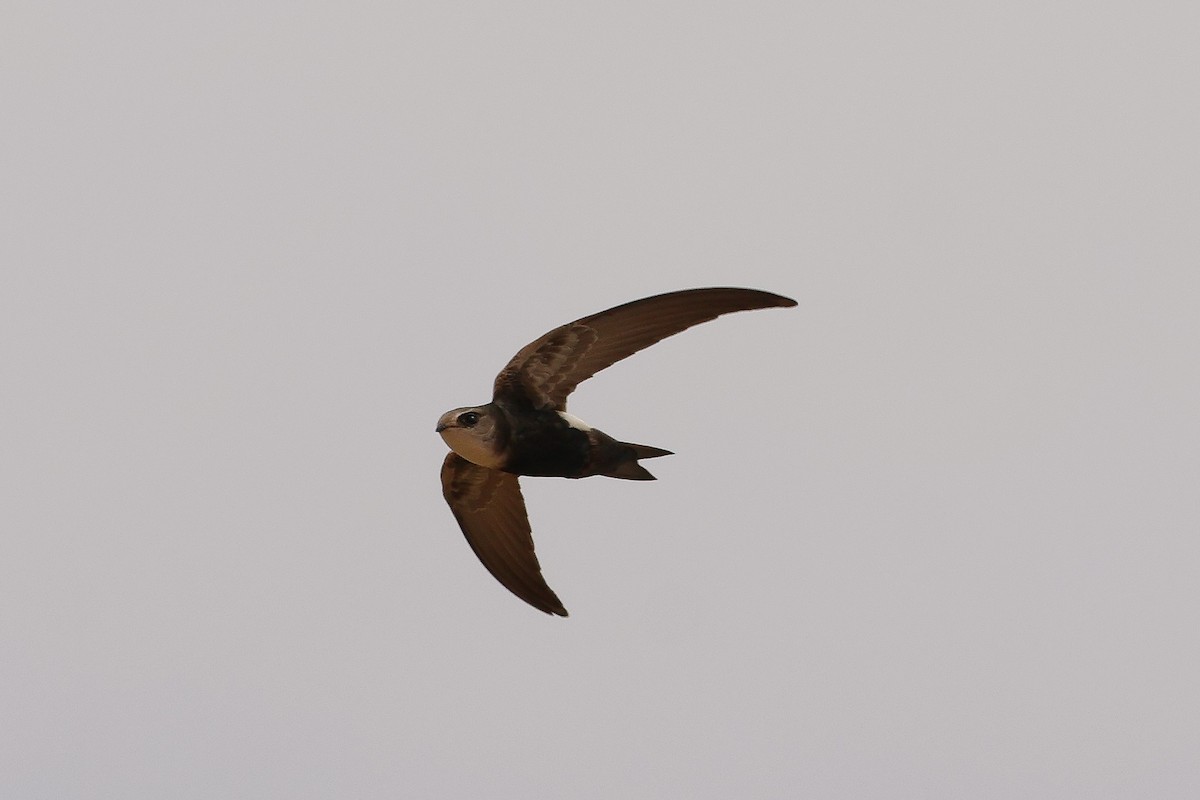 Horus Swift - ML634031171