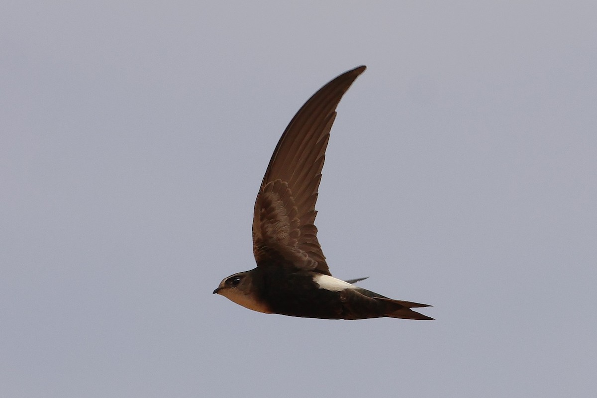 Horus Swift - ML634031172