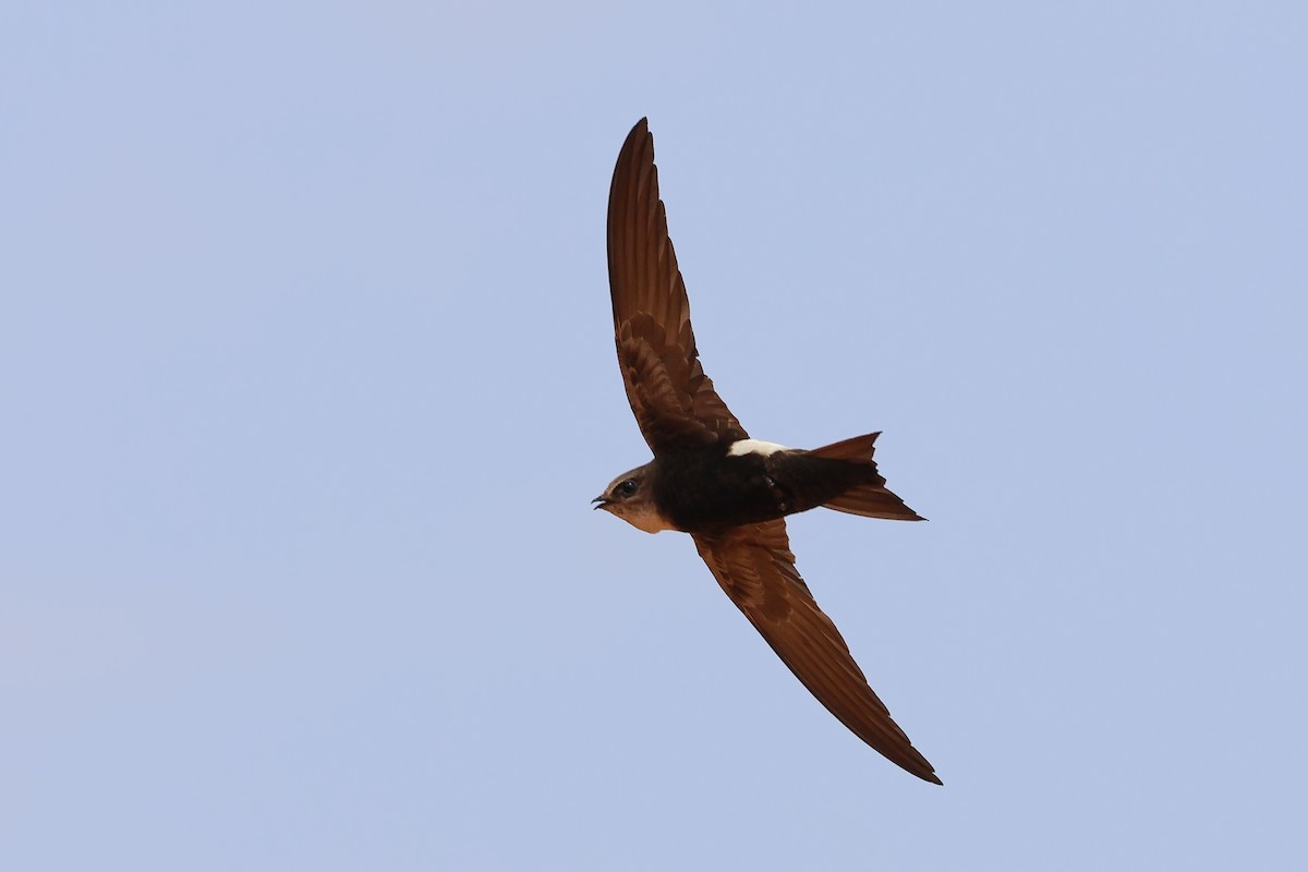 Horus Swift - ML634031173