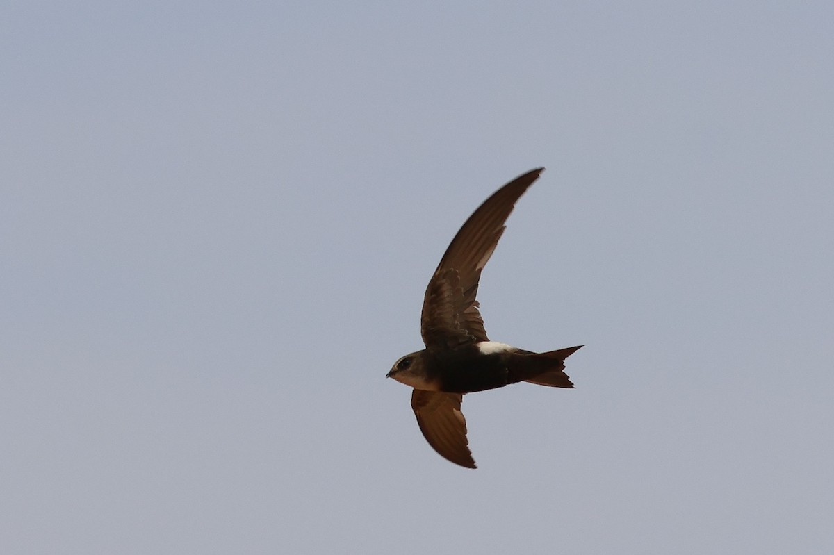 Horus Swift - ML634031174
