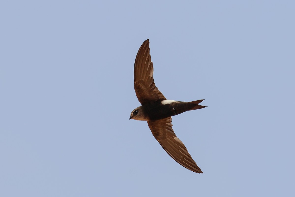 Horus Swift - ML634031175