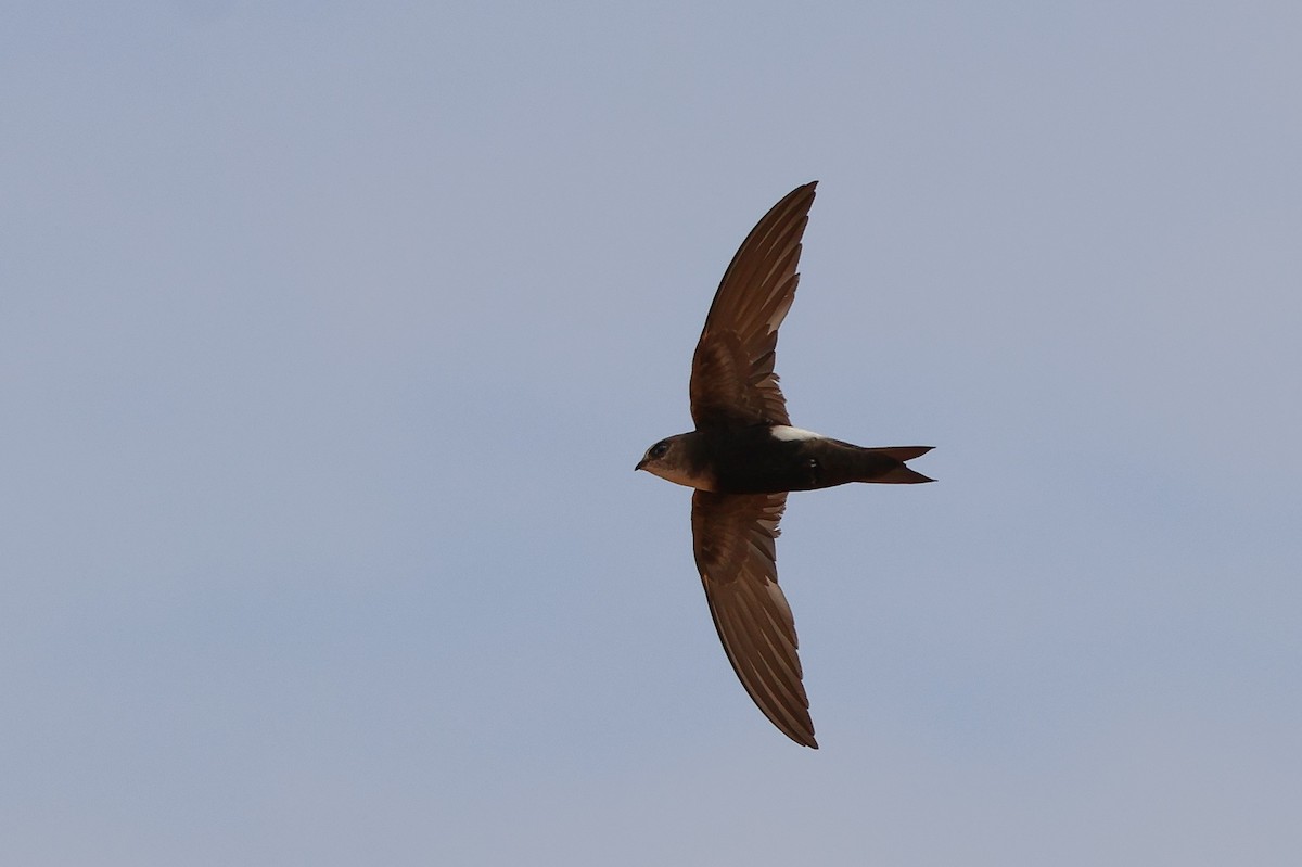 Horus Swift - ML634031177