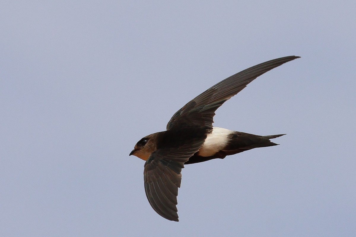 Horus Swift - ML634031178