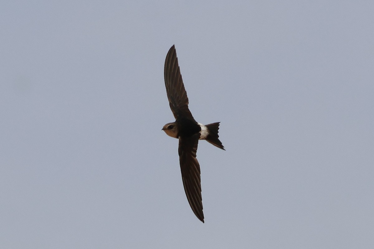 Horus Swift - ML634031179