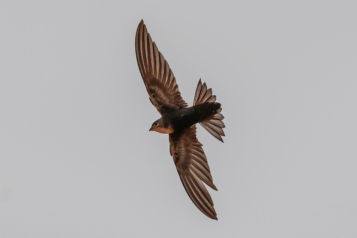 Horus Swift - ML634031180