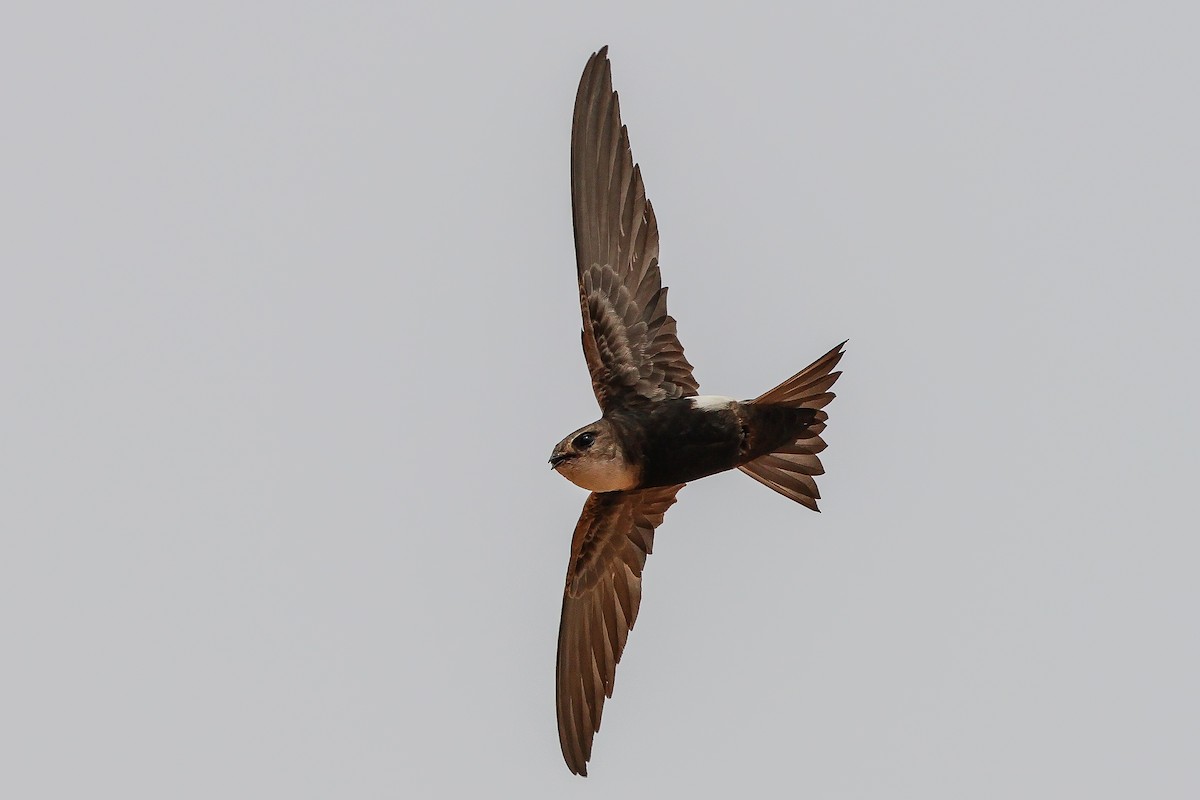 Horus Swift - ML634031181