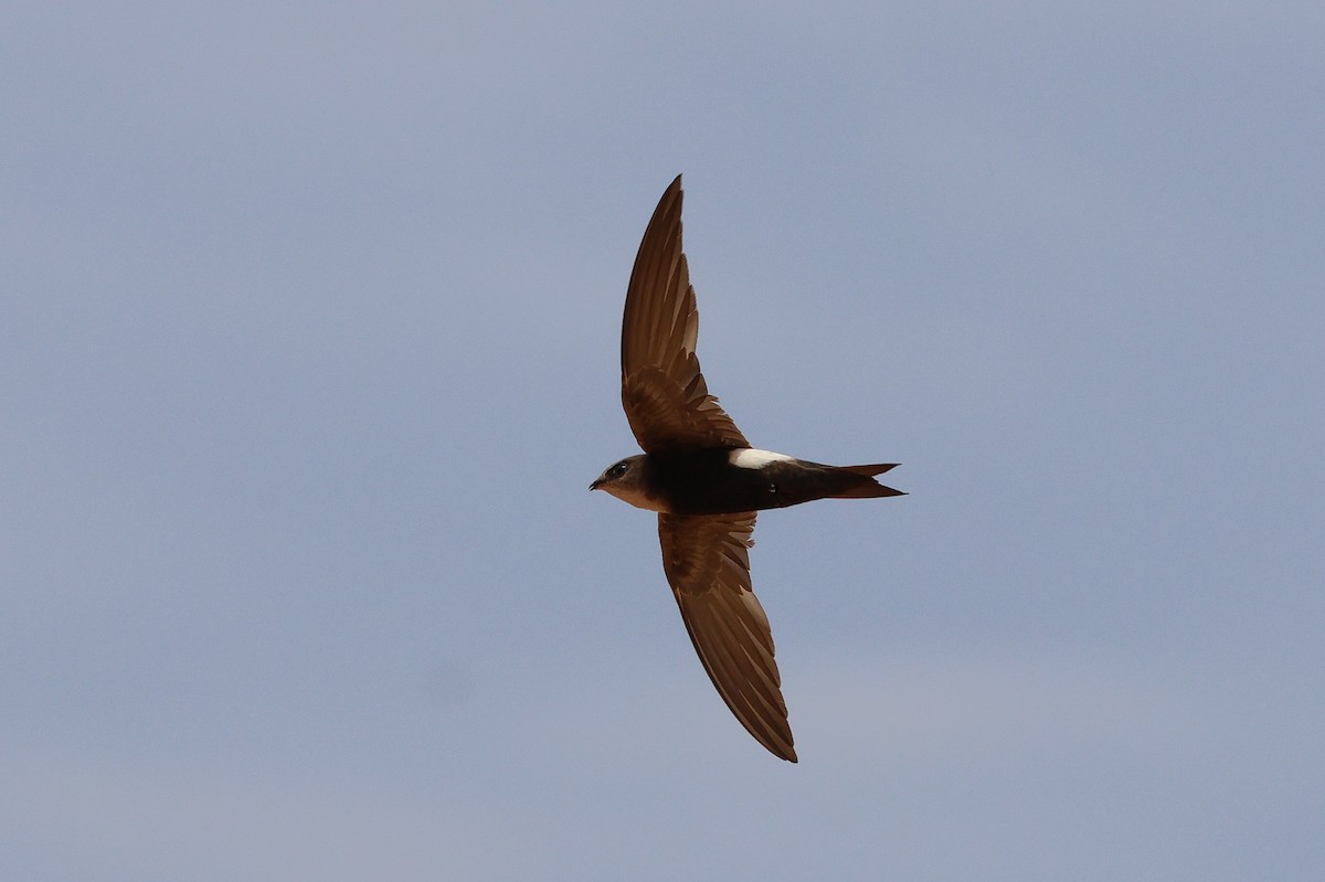 Horus Swift - ML634031183
