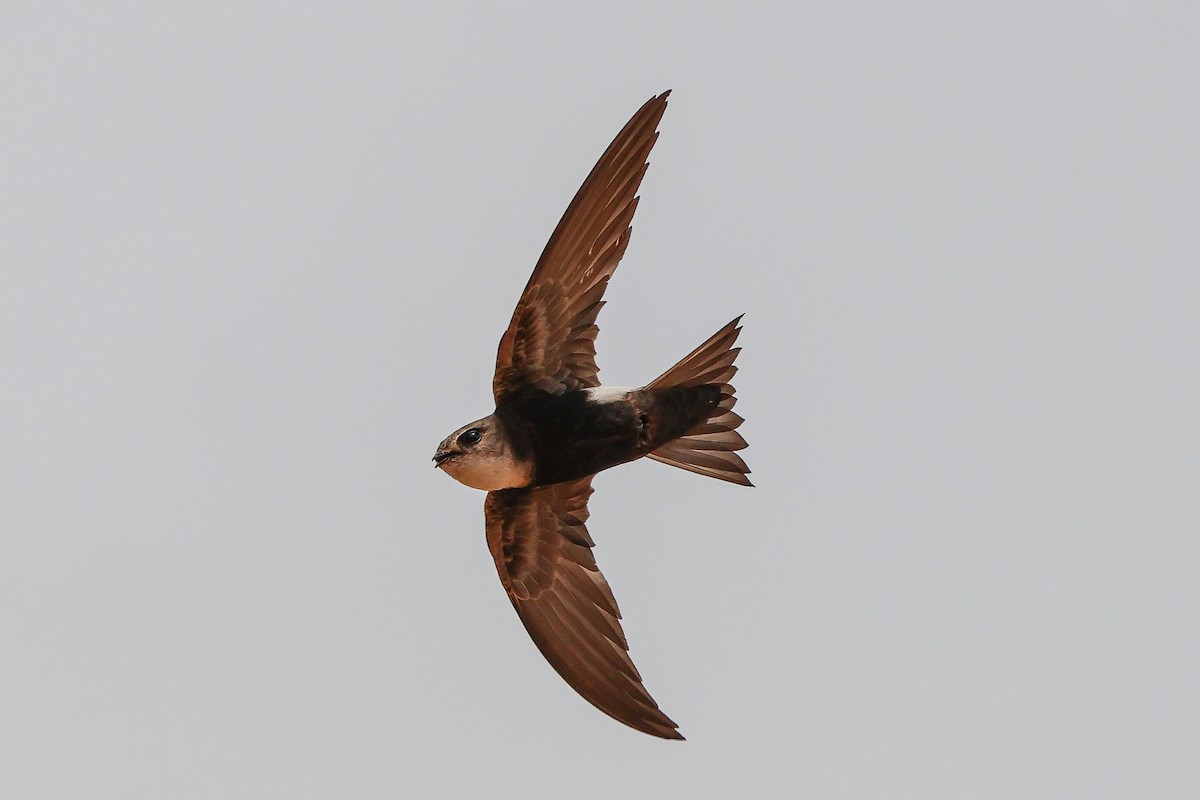 Horus Swift - ML634031184