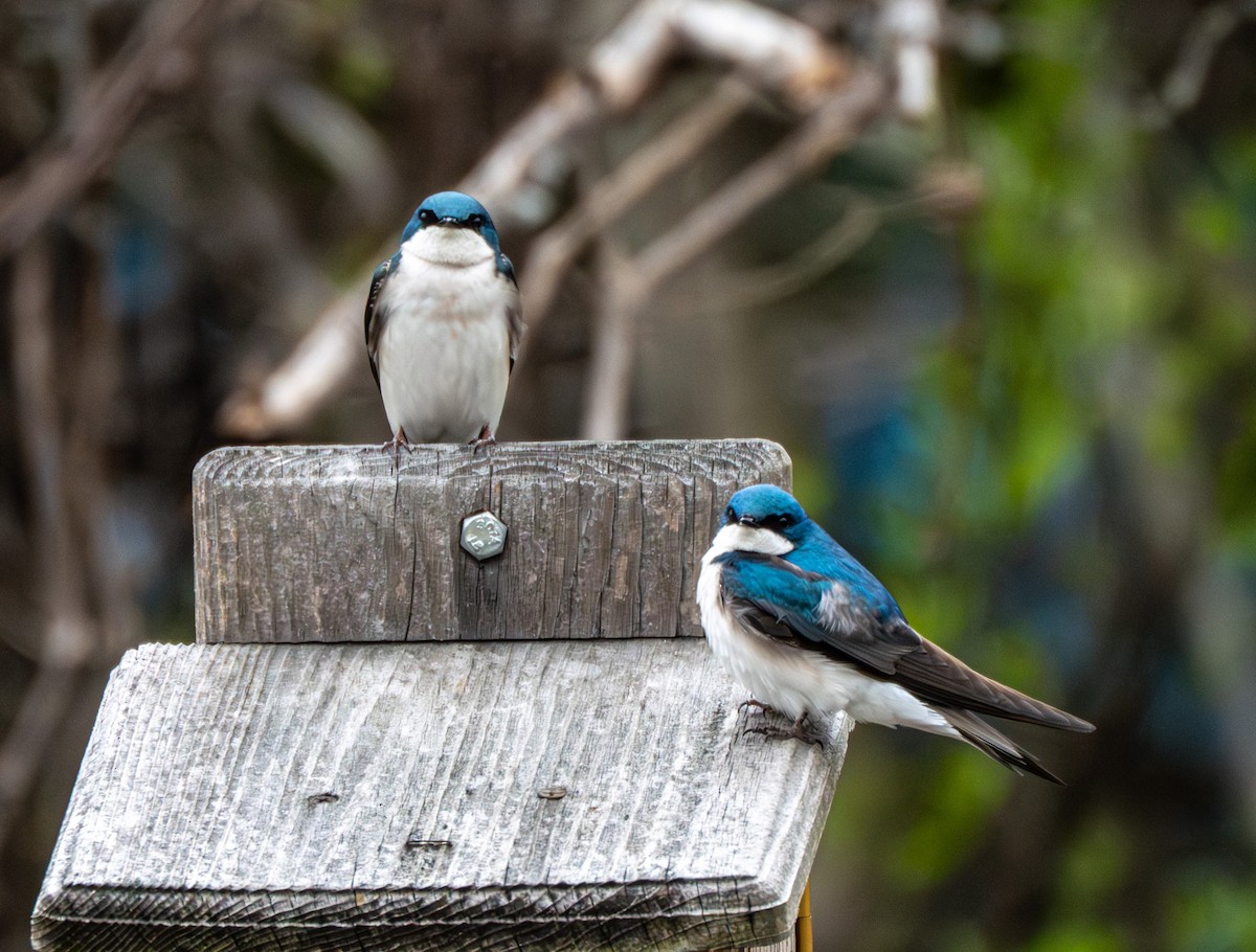 Tree Swallow - ML634031203