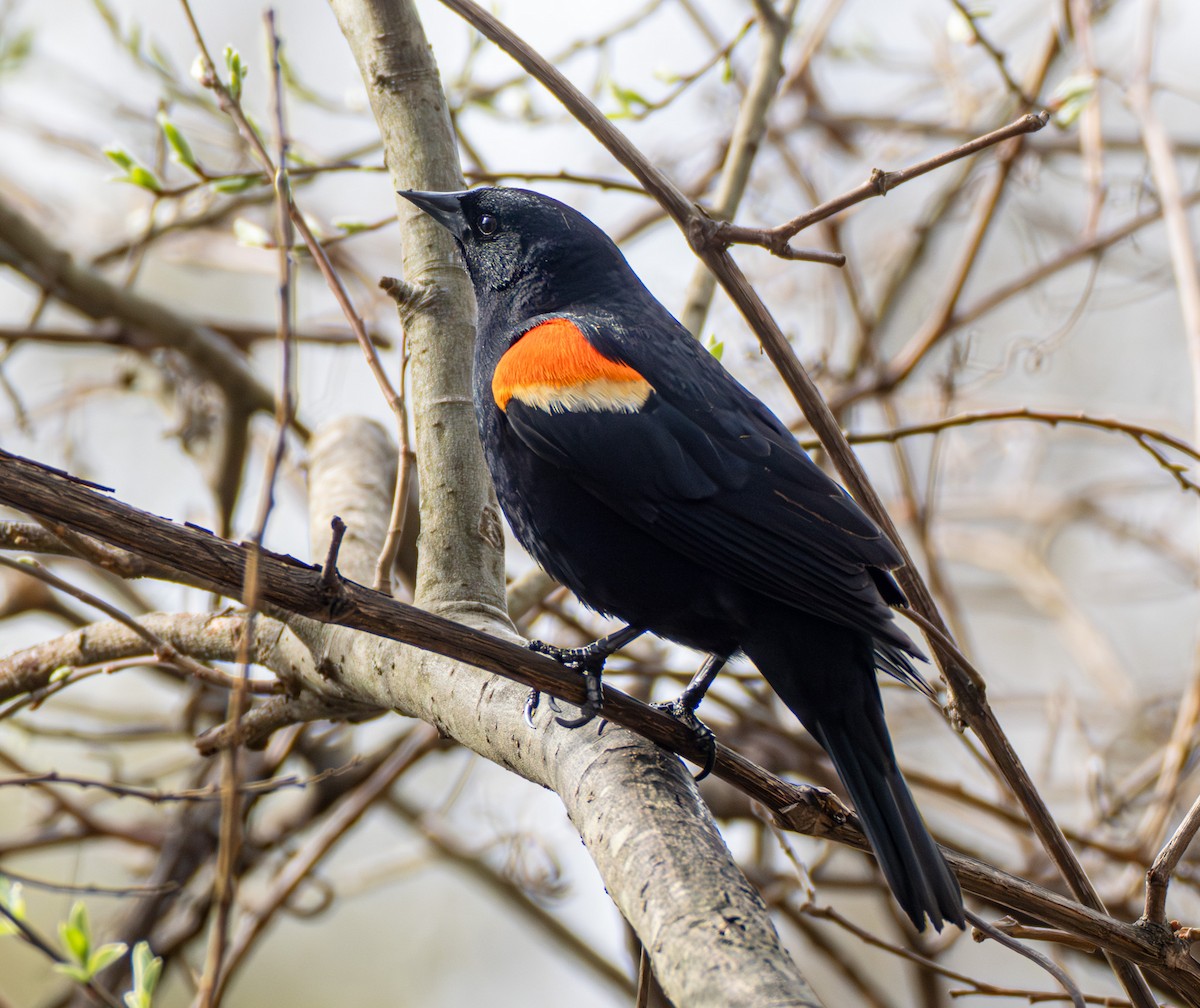 Red-winged Blackbird - ML634031225