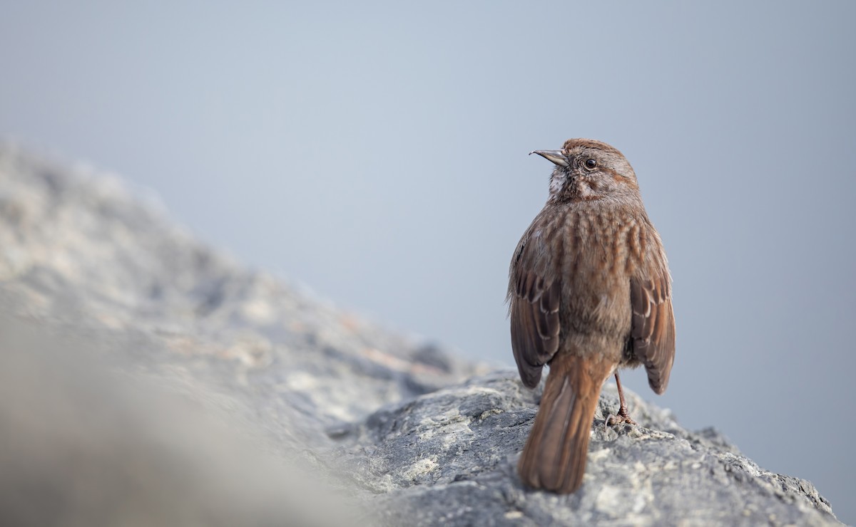 Song Sparrow - ML634031255