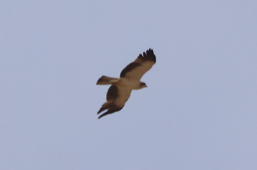Booted Eagle - ML634031316