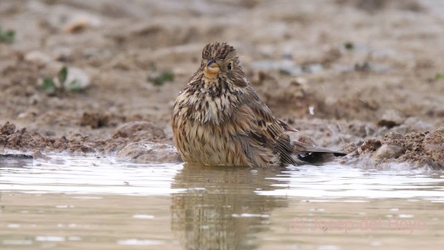 Corn Bunting - ML634031365
