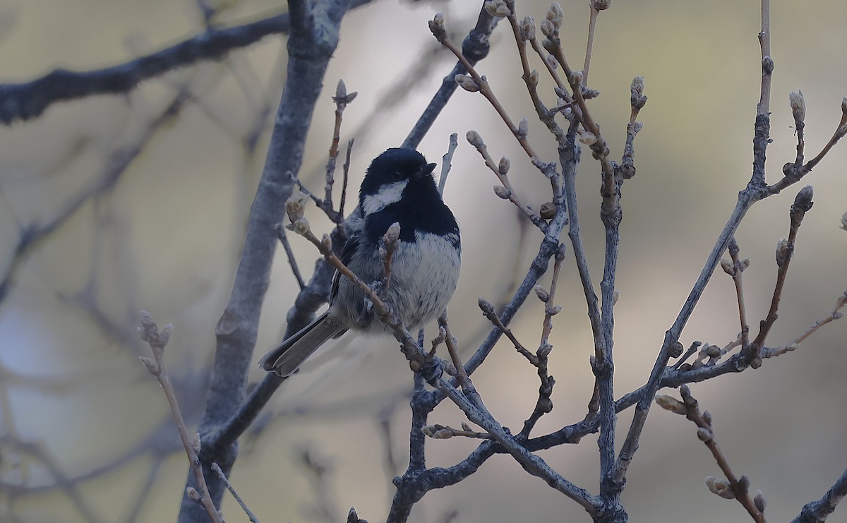 Өдөрч хөх бух - ML634031440