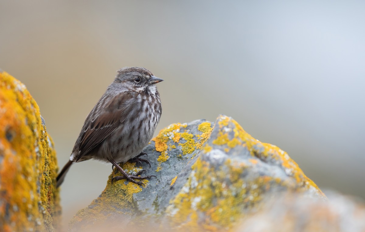 Song Sparrow - ML634031450