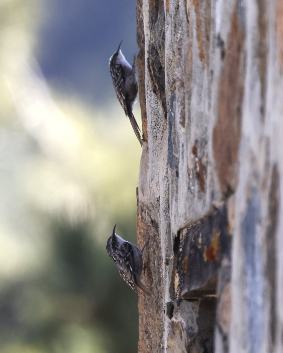 Short-toed Treecreeper - ML634031452
