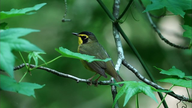 Kentucky Warbler - ML634031495
