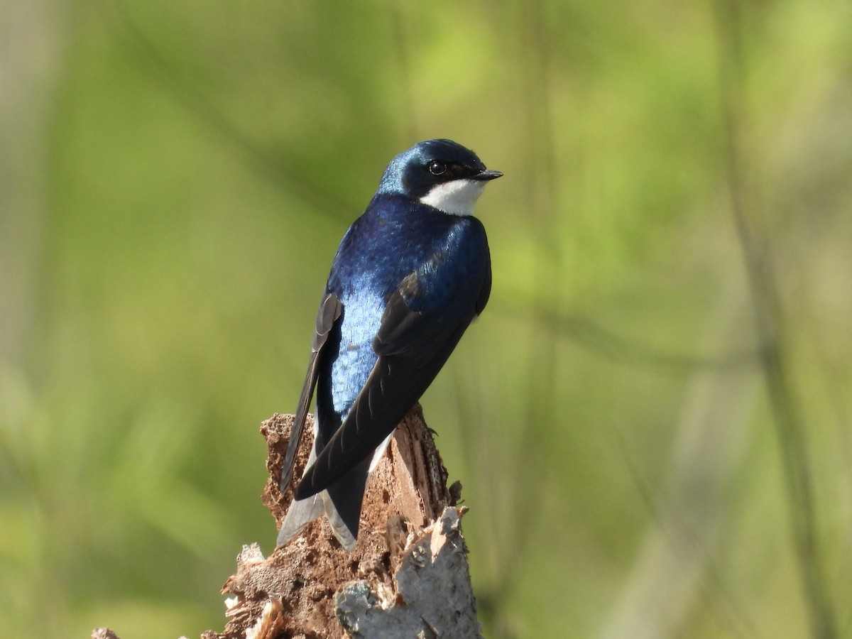 Tree Swallow - ML634031608