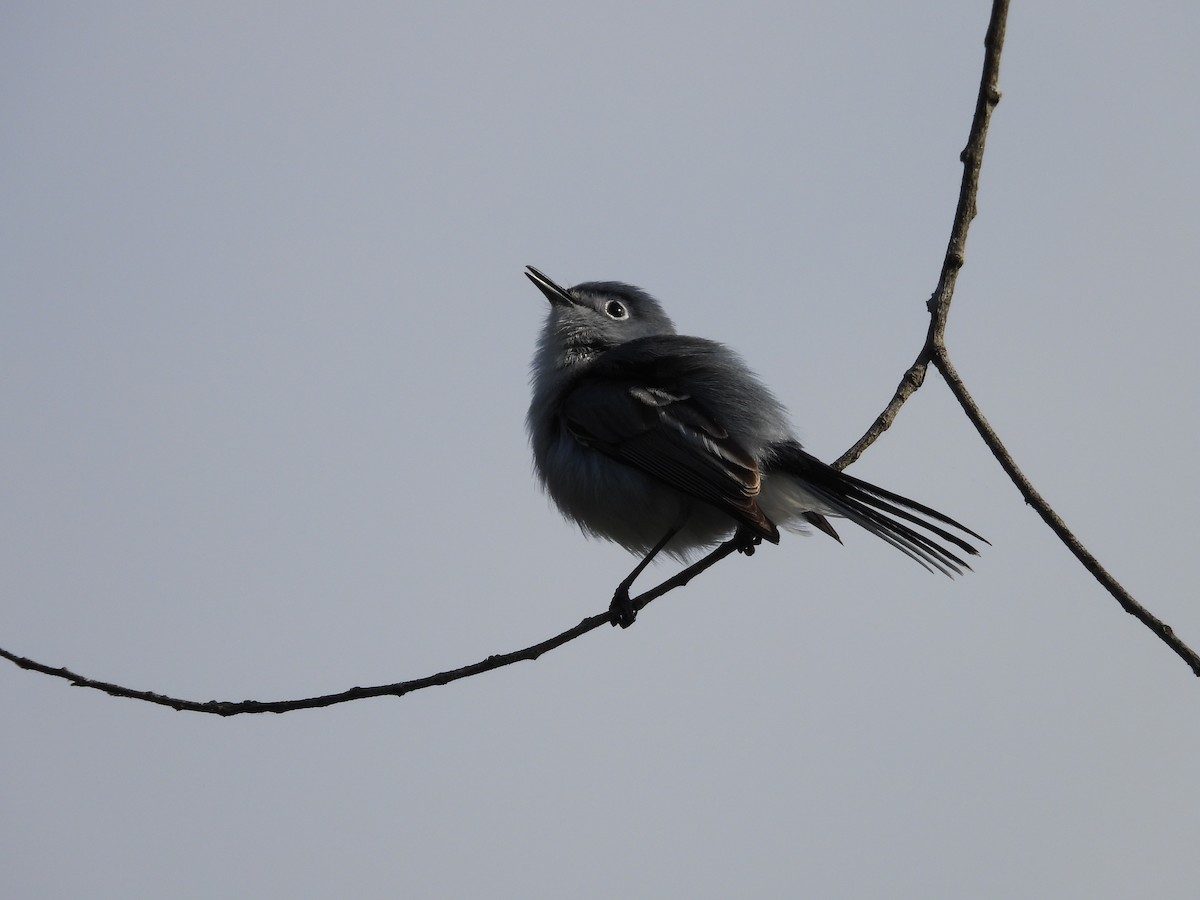 Blue-gray Gnatcatcher - ML634031635