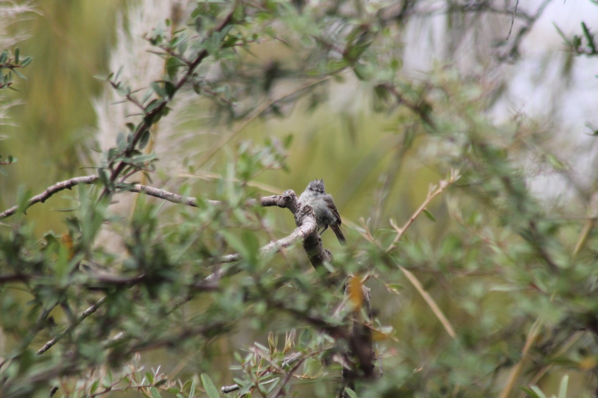 White-crested Tyrannulet (White-bellied) - ML634031642