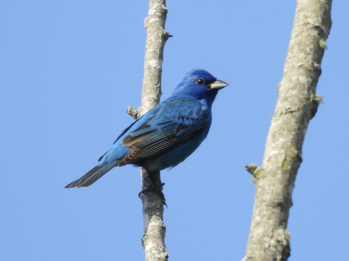 Indigo Bunting - ML634031673