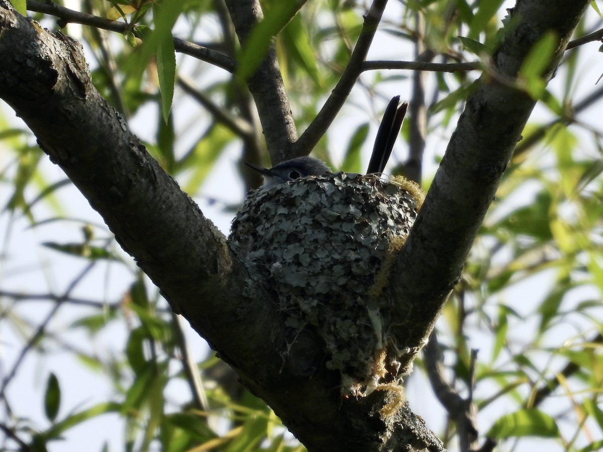Blue-gray Gnatcatcher - ML634031684