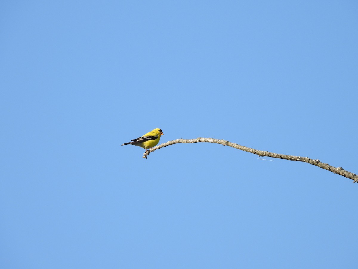 American Goldfinch - ML634031747