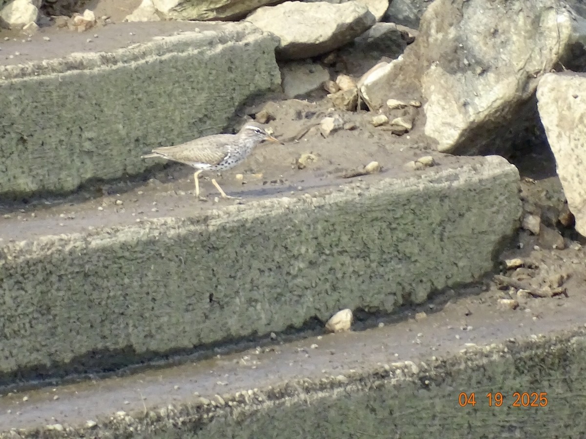 Spotted Sandpiper - ML634031879