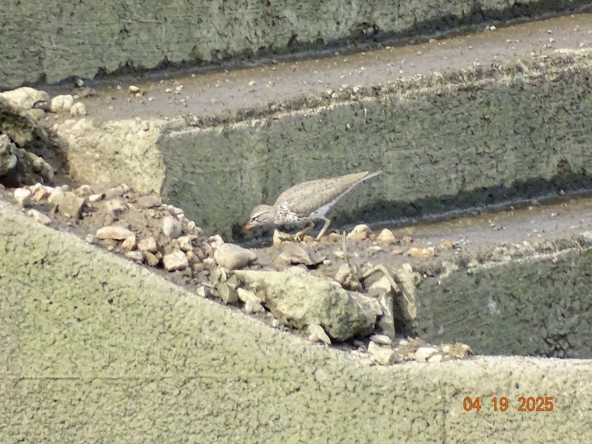 Spotted Sandpiper - ML634031880
