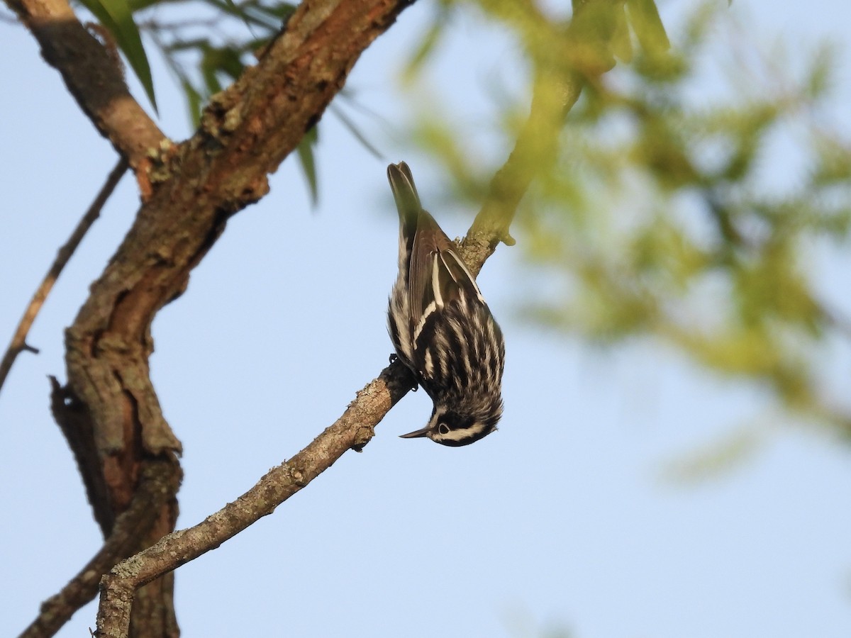 Black-and-white Warbler - ML634031887